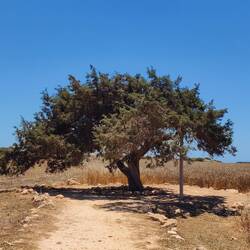 Baum der Liebenden🌳