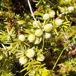 Bären! Wacholderbären👍