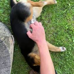 Eine süße Hundedame gibt's heute auch. Ein guter Abschluss für Bosnien.