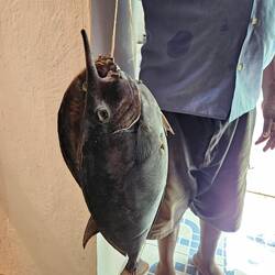 Fresh fish every day, caught by spear fishermen