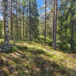 Wald- und so grün!