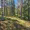 Wald- und so grün!