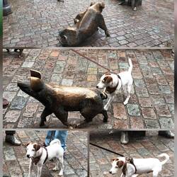 1.Begegnung mit Messing-Schweine 🫣 ABS und Gebelle