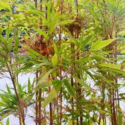 Bamboo Grows Outside our Room