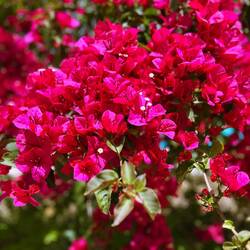Bougainville, immer wieder soooo schön!