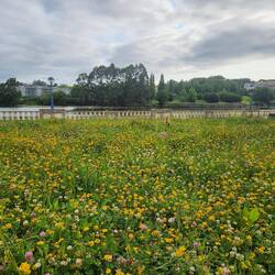 Wildflowers grow up everywhere! No pesticides.