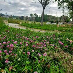 Wild clover in the park.
