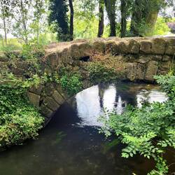 I did get to walk through a bit of forest today.