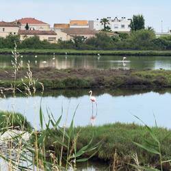 An der Küste vor Montpellier sind wir an Hunderten Flamingos vorbeigekommen.