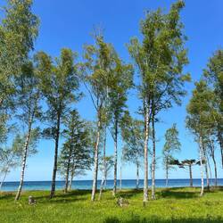 Fast Südseefeeling - mit schwedischen Palmen