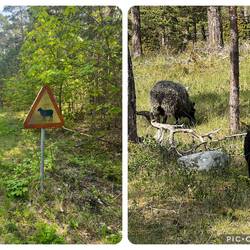 Zum Glück wird man vor den Bestien gewarnt...