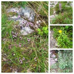 Sehr interessante Flora hier