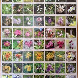 Übersicht über die alpine Flora