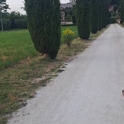 Milù si è divertito con la sua pallina