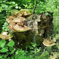 Paddestoelen op boomstam.