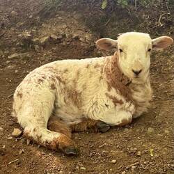 Piebald sheep