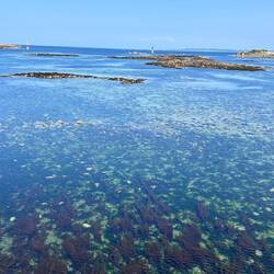 Zurück nach Roscoff bei Niedrigwasser