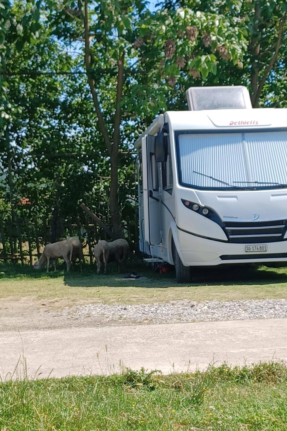 Unser Stellplatz auf dem Bauernhof🐑🐕🐈‍⬛🐓