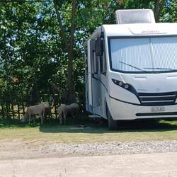 Unser Stellplatz auf dem Bauernhof🐑🐕🐈‍⬛🐓