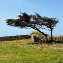 "Le Vent" - The Wind