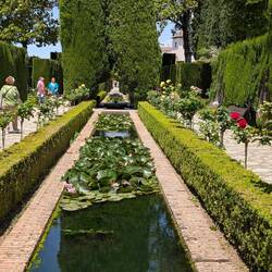 Wasserbecken mit Seerosen