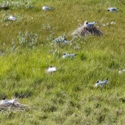 Ocean terns nesting.
