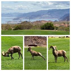 Welch geniale Frühstücksaussicht mit diesen stolzen Tieren!