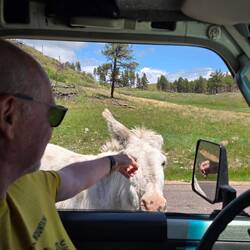 Burros - Wegelagerer auf Leckerlitour