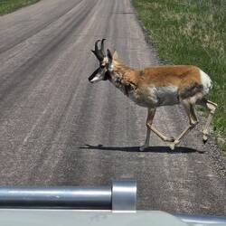 Mule Deer
