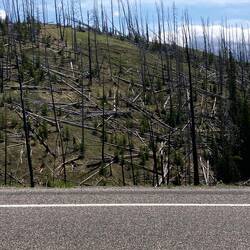 Skovdød mange steder