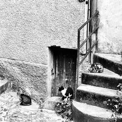 Wieviele Katzen siehst Du?🥰