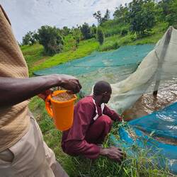 Feeding the fish