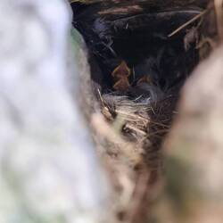 Viele Vögel brüten in den alten Mauern. Man hört sie überall schreien. So haben wir sie entdeckt