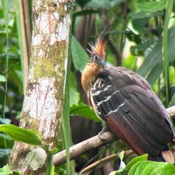 Hoatzin - Prähistorisches Huhn
