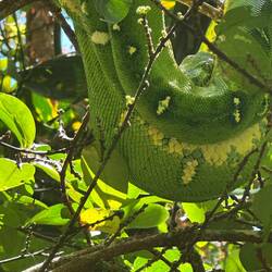 Emerald-tree Boa
