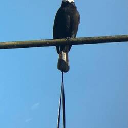 Long-tailed tyrant