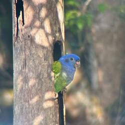 Blue-headed Parrot Junges