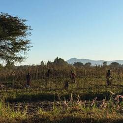 Feldarbeit in der Kühle des Morgens.