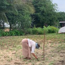 An 85-year-old grandma who was always out working (planting beans)