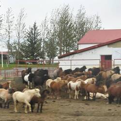 Horses with their backs to the wind.