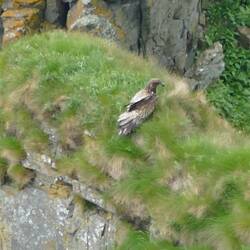 Seeadler
