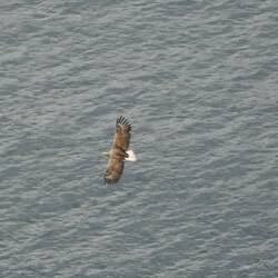 Seeadler