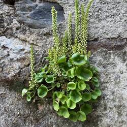 Growing naturally