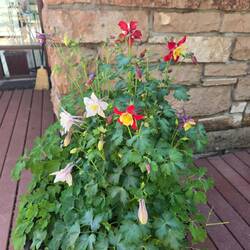 Columbine at the Visitor's Center