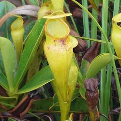 Venusfalle
