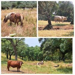 Farm animals and a bull spared from the bullring