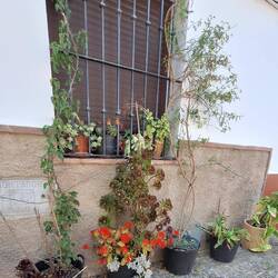 These could be in SA