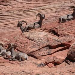 Dickhorn-Schafe!😀