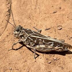 Am Wegesrand kleinere...