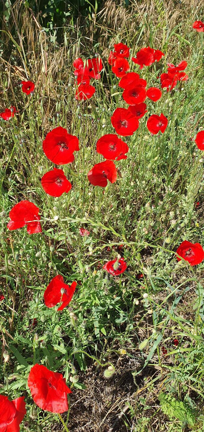 Überall blühender Mohn